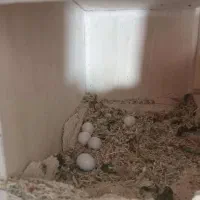 طوطی برزیلی|پرنده|پاکدشت, شهرک امام رضا|دیوار