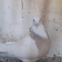 طوقی آجری ماده|پرنده|مسجد سلیمان, |دیوار