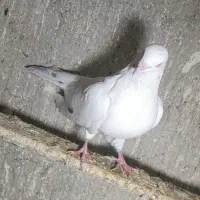 تهرانی نر|پرنده|همدان, |دیوار