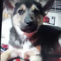 توله سگ|سگ|بندر انزلی, طالب آباد|دیوار