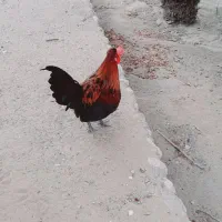 خروس محلی جوان