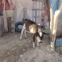 گاو و گوساله