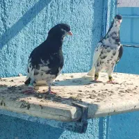 انواع کفتر جهرم|پرنده|شیراز, درکی|دیوار