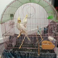 عروس هلندی لوتینو با قفس