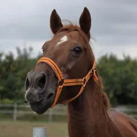 آموزش سوارکاری و مربی گری