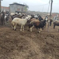 قوچ شیشک و بره قوچ بروجردی|حیوانات مزرعه|فاضل آباد, |دیوار