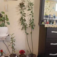 گل طبیعی|گل و گیاه طبیعی|مشهد, عبادی|دیوار