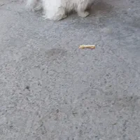 سگ شیتزو باوفا بازیگوش ۲ساله