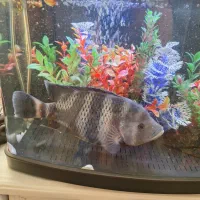 ماهی سیچیلاید28سانت|ماهی|فردیس, فردیس|دیوار