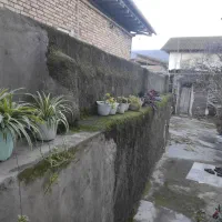 یک جفت کبوتر راعی