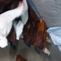 خروس جوان بومی|حیوانات مزرعه|مشهد, جاهد شهر|دیوار