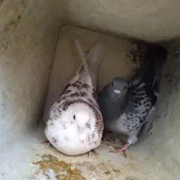 کبوتر پرشی وبازی کن|پرنده|بروجن, |دیوار