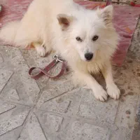 پامر روباهی