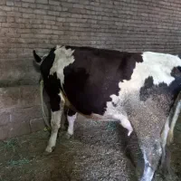 گاو سیمتال