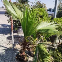 نخل سیکاس ،نخل پالم ،نخل فنیکس|گل و گیاه طبیعی|رباط‌کریم, انجم آباد|دیوار