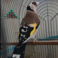 سهره ماده ،کارداده