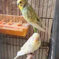 پنج عدد مرغ عشق معاوضه با عروس هلندی نر