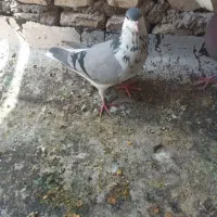 ماده گلین جودی اصل