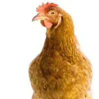 حیوانات|حیوانات مزرعه|زاغه, |دیوار