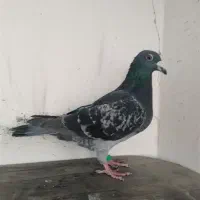 کبوتر پلاکی آلمانی مسافتی.پرشی . پولکی چاپی .سبز|پرنده|مشهد, آزادشهر|دیوار