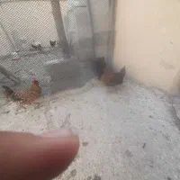 مرغ|پرنده|دهدشت, |دیوار