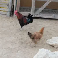 مرغ و خروس