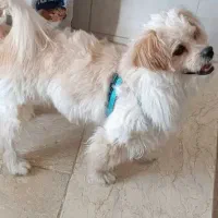 سگ اشپیتز نر