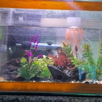 آکواریوم با لوازم