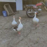 غاز تخم گذار