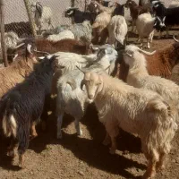 کهره نر