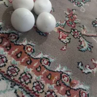 سنگ اسیاب|جواهرات|نظرآباد, نظرآباد|دیوار