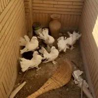 دم چتری سفید انگلیسی کاکلی پرپا کله ماری دم طاووسی|پرنده|مشهد, میعاد (شهرک غرب)|دیوار