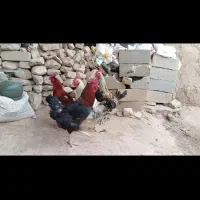 فروش شش عدد خروس