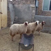 گوسفند میش سنجابی