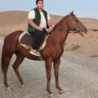 اسب تروبرد|اسب و تجهیزات اسبسواری|سبزوار, ابارش|دیوار