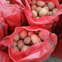 سیب زمینی|عمده‌فروشی|فارسان, |دیوار