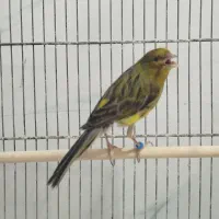 قناری نر سبز کار