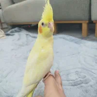 عروس هلندی نر با قفس