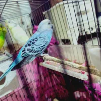 مرغ عشق نر جون|پرنده|بومهن, |دیوار