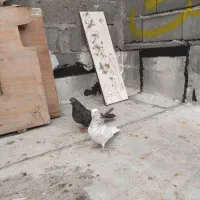 کفتر|پرنده|هریس, |دیوار