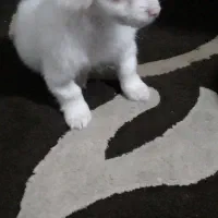 پاپی بازیگوش چشم ابی|سگ|بهشهر, |دیوار