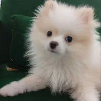 سگ پامر خرسی