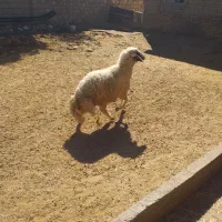 کاور ورن سنجابی