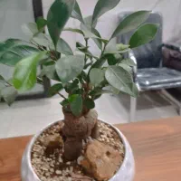 گل بونسای فیکوس جنسینگ