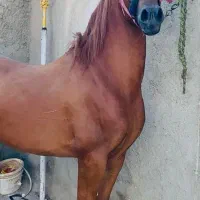 سیلمی عرب مصری پسری از کنزالناصر