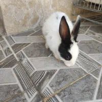 خرگوش