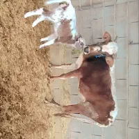 گاو با گوساله ماده جرسی تازه زایده