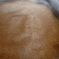 چلتوک چمپا درجه یک