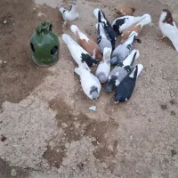 کفتر یا کبوتر رنگی