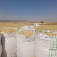 کاه گندم دیم کیسه